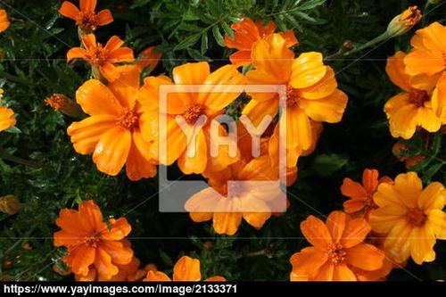 orange flower-orange flower是什么意思