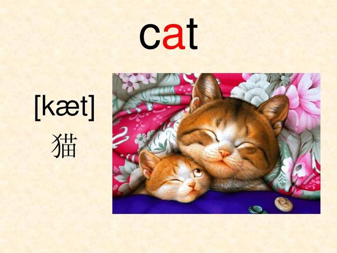 cat怎么讀-cat怎么讀英語