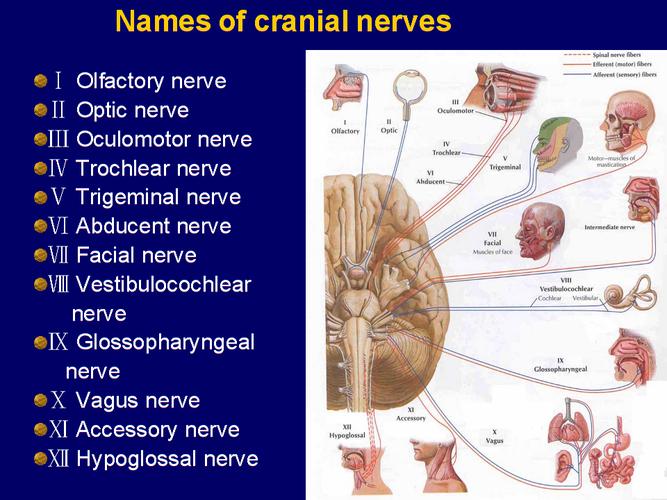 optic nerve-optic nerve head map