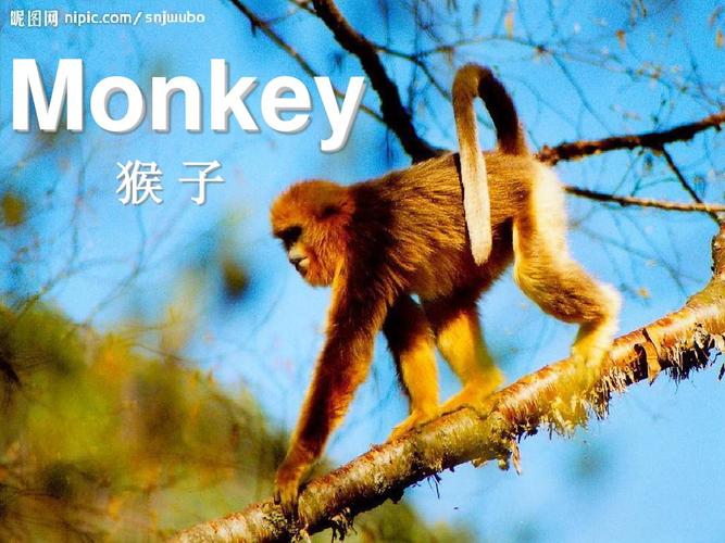 猴子用英文怎么說(shuō)-猴子用英文怎么說(shuō)monkey