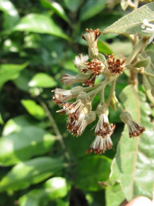 廣西斑鳩菊-廣西斑鳩菊別名