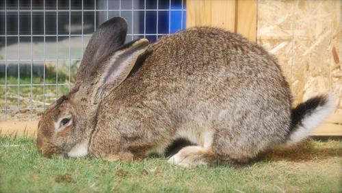 flemish giant-flemish giant rabbit