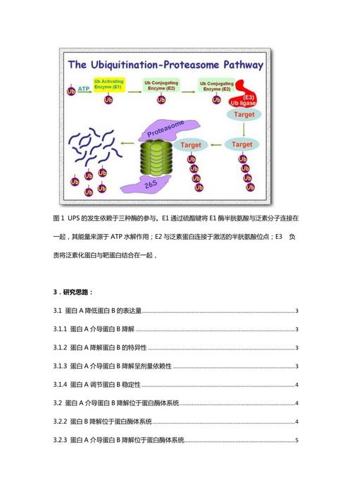 翻譯后修飾-什么是蛋白翻譯后修飾