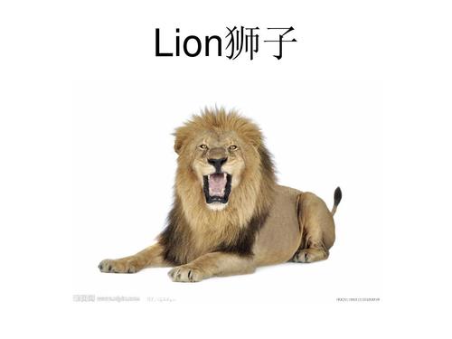 lion怎么讀-lion怎么讀英語